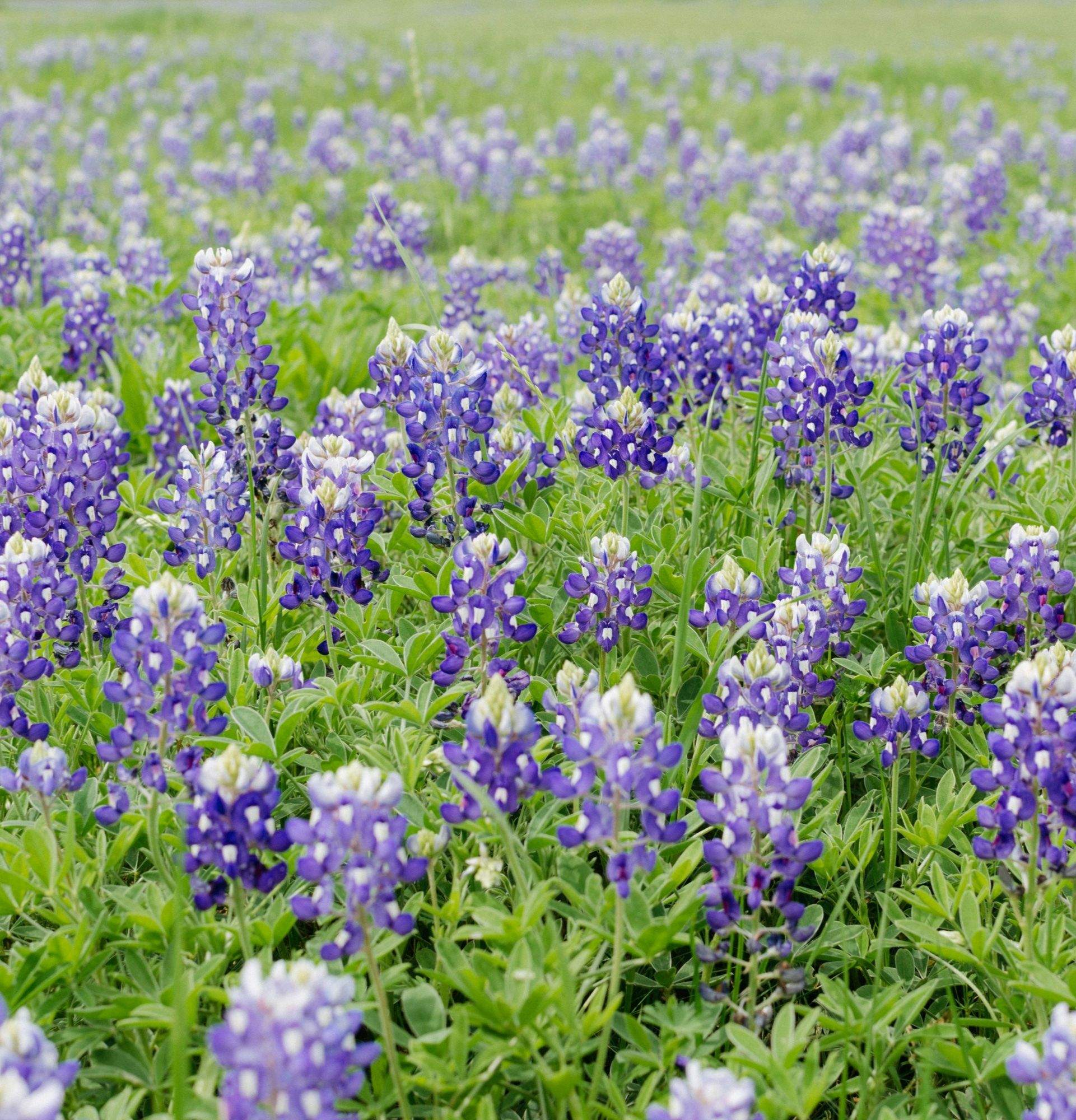 Romantic Getaways in Texas Hill Country
